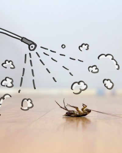 Bug-master-p Bug-master-p